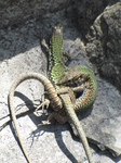 SX19639 Two green lizards fighting on rocks at Corniglia, Cinque Terre, Italy.jpg